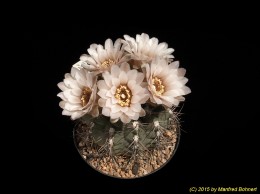 Gymnocalycium ferrarii 347